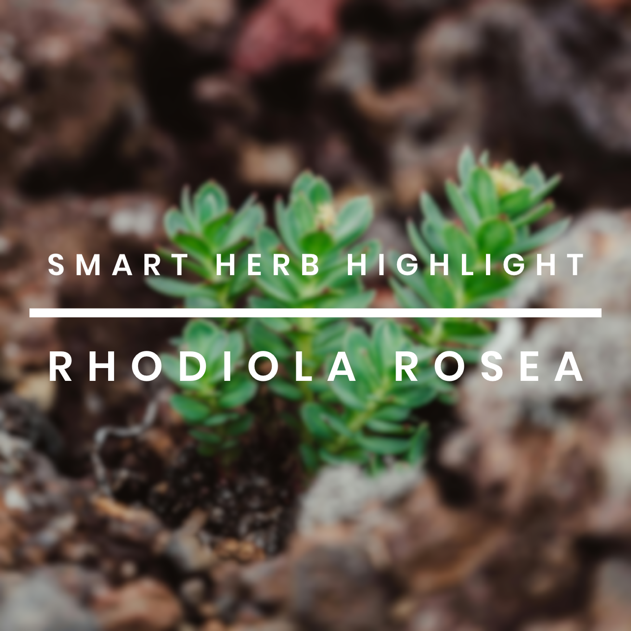 Green plant with text overlay 'Smart Herb Highlight Rhodiola Rosea' on a blurred natural background